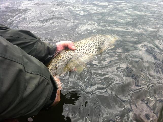Lough-Sheelin-Cyril-Maille-releasing-his-5-½-lb-trout-on-May-8th
