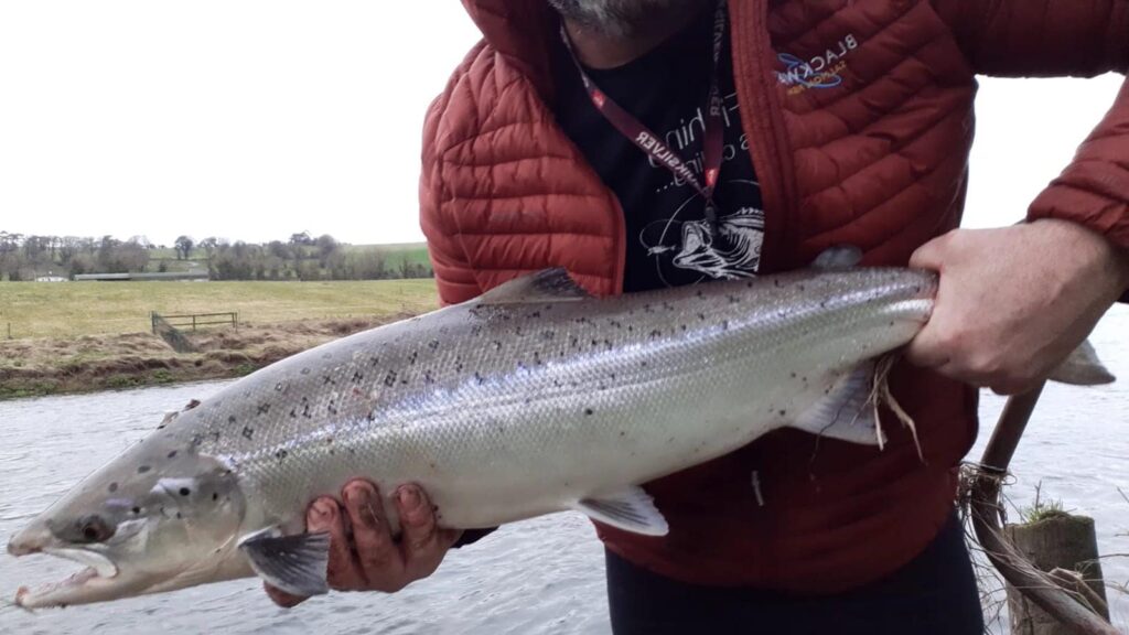 Noel rilascia un salmone nella Blackwater Salmon Fishery