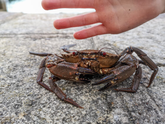 The Deadly Dangerous Velvet Swimming crab - he's a biter!