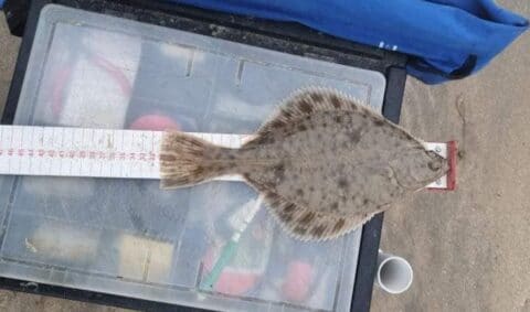 31cm flounder from the surf