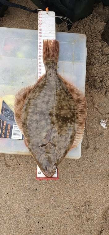 Flounder Grongo