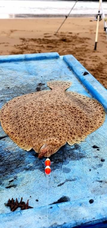 Good turbot tra le varie specie