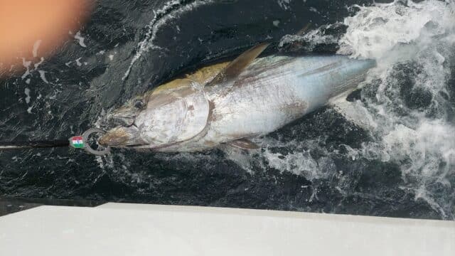 bel bluefin per tuna.ie